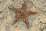 Wide Slab Of Fossil Starfish, Brittlestars & Corals #234624-2